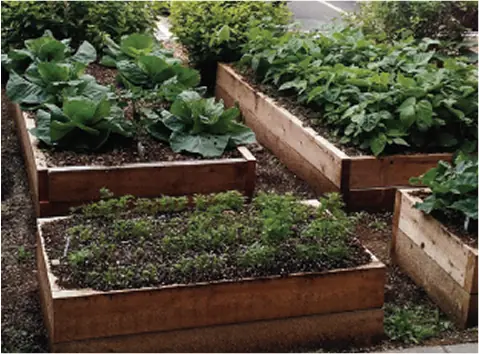 Raised garden beds filled with young plants