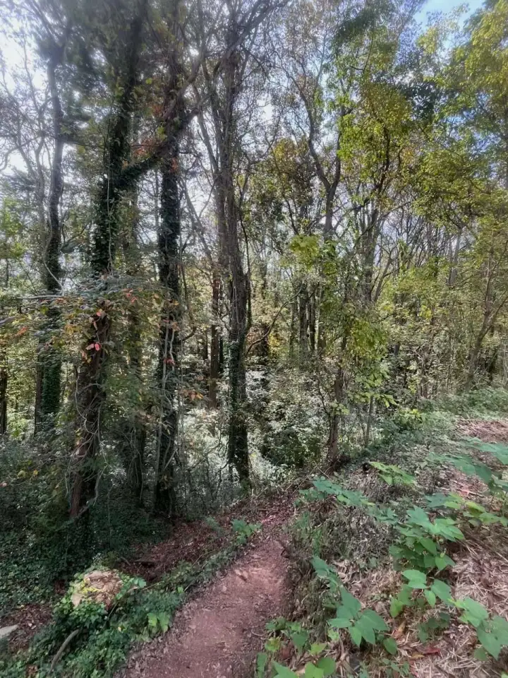 A forest trail through dense green foliage