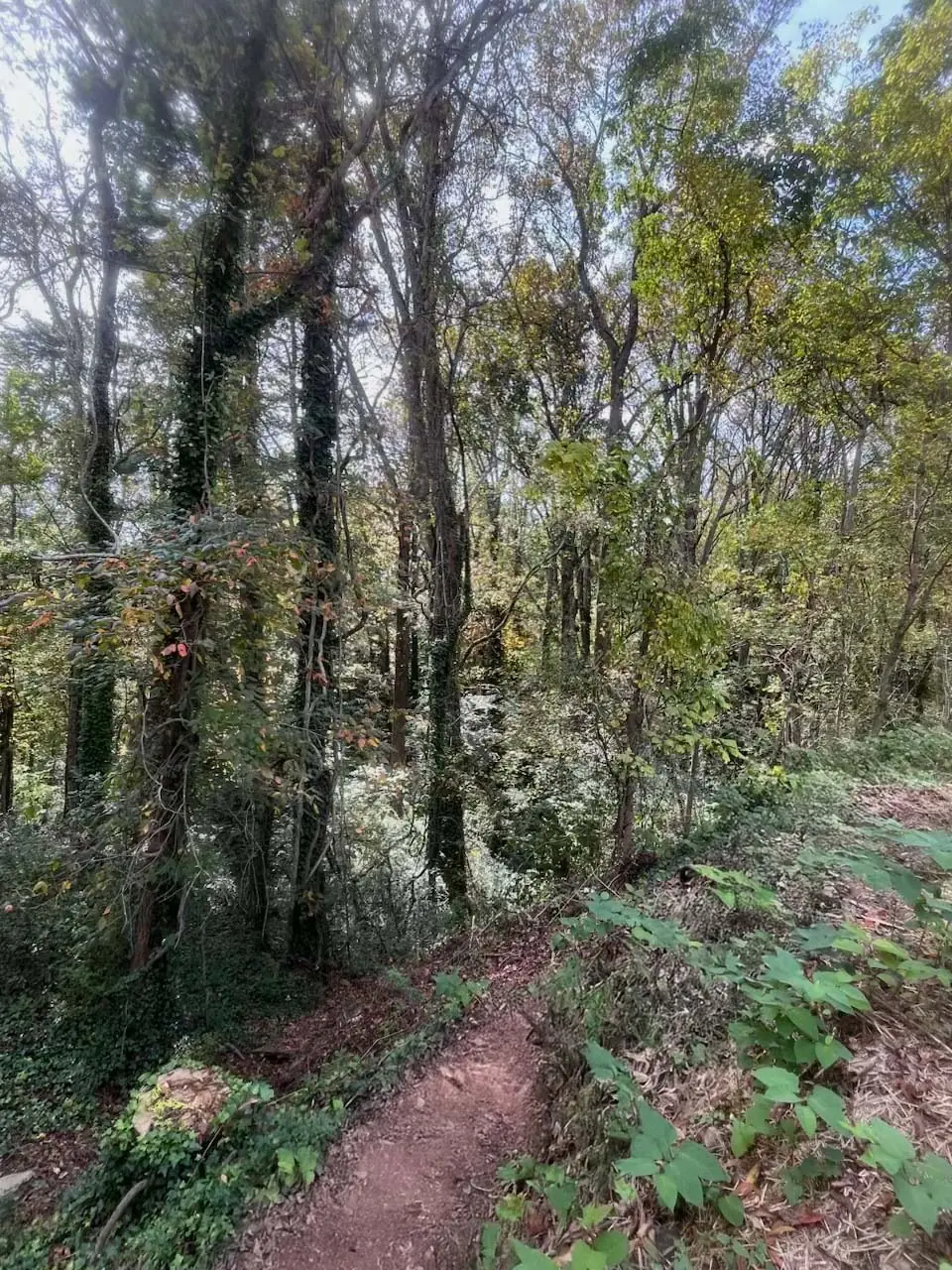 A forest trail through dense green foliage