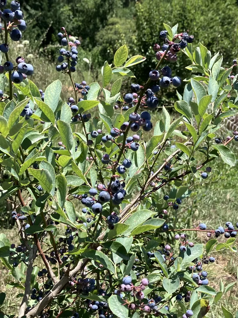 Wild blueberries growing at Terra Futura