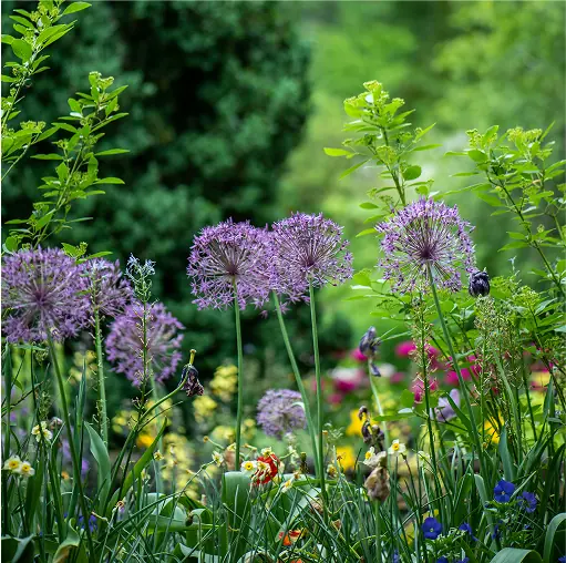 Purple flowers in a green garden