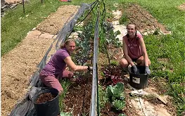 Two people tending rows of vegetables