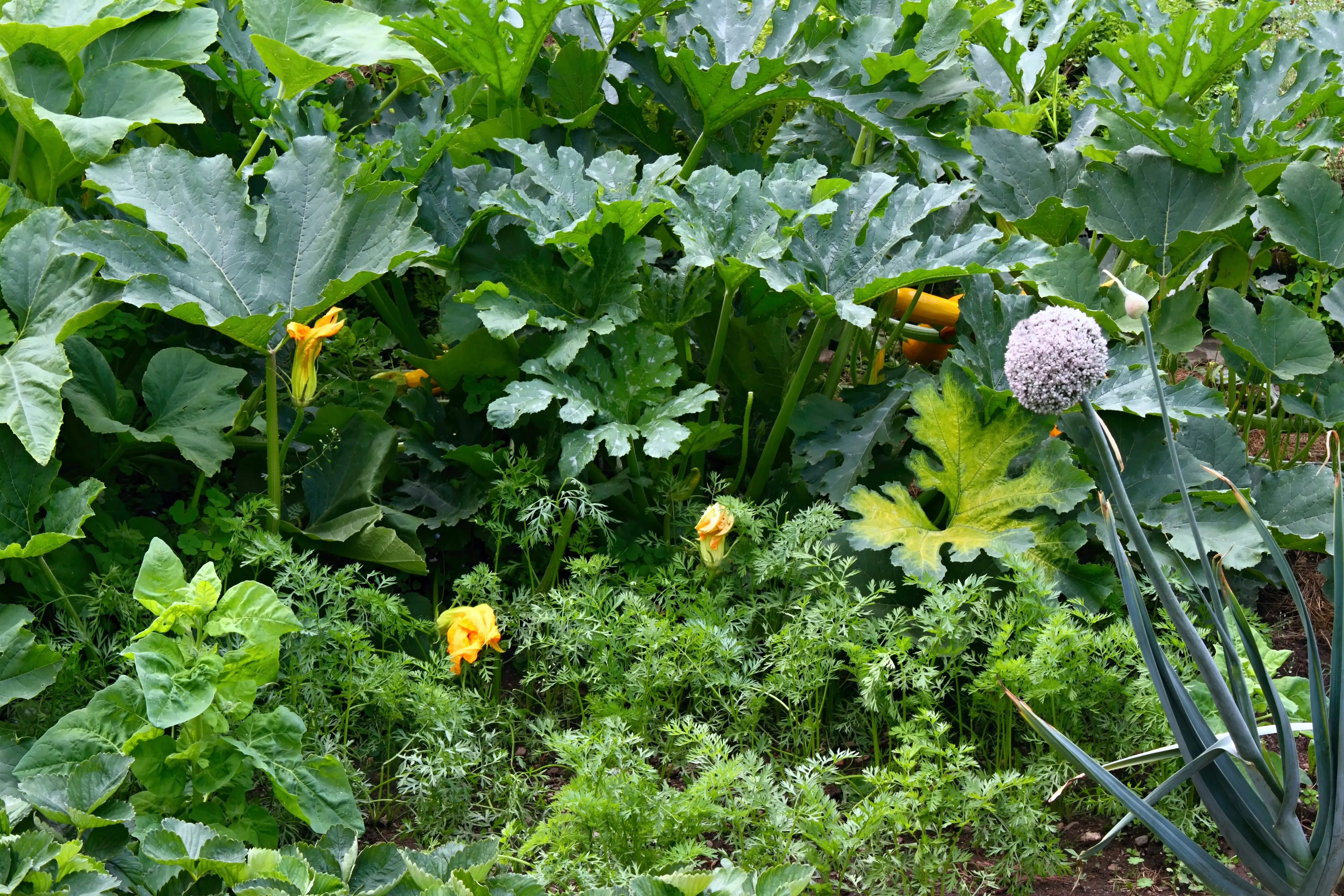 Squash, herbs, and flowering plants growing together in a permaculture garden